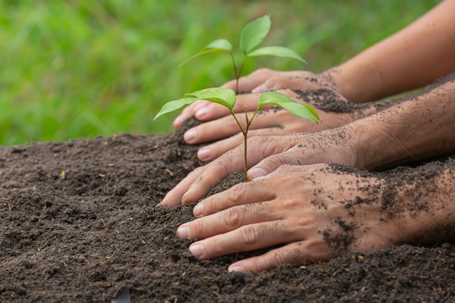 Environmental Action